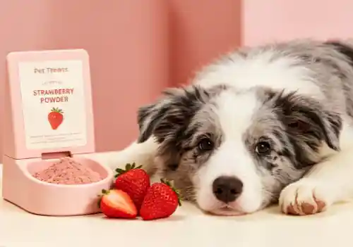 Can Dogs Have Strawberry Powder Can Dogs Have Strawberry Powder